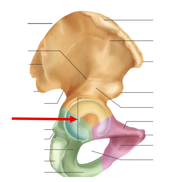 <p>Hip Bone</p>