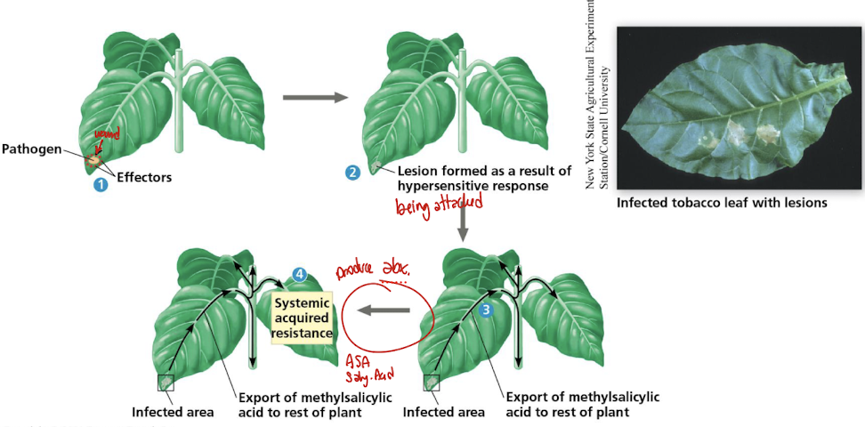 <ul><li><p>pathogens infect leaf cells and secrete effectors, by passing PAMP triggered immunity</p></li><li><p>Hypersensitive response occurs in cells near or on the infection siste, creating a lesion</p></li><li><p>before infected cells die, they releasee metthylssalicylic acid which is carried via phloem throughout the plant body (systemic acquired resistance) </p></li><li><p>cells in other areas convert methylsalicyllic acid to salisylic acid, initating biochemical ressponsees that proteect the plant from pathogenss for several dayss</p></li></ul><p></p>