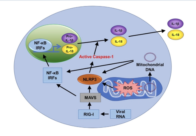 <p>regulation of metabolites that are immune stimulating</p><p>ex: ROS</p><p>research into this is allowing the discovery of new potential targets in health and disease</p>