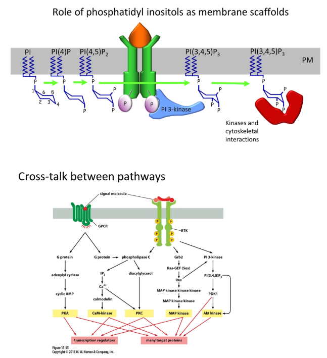 <p>different signalling pathways can interact:</p><ul><li><p>eg. activates <strong>receptor tyrosine kinases </strong>(enzyme-linked receptors) assemble as dimers and autophosphorylate their cytoplasmic tails at tyrosine residues</p></li><li><p>this can bind and <strong>activate IP3 kinase</strong> from the <strong>inositol signalling pathway</strong></p></li><li><p>this phosphorylates PIP<sub>2</sub> to produce <strong>PIP<sub>3</sub></strong></p></li><li><p>PIP<sub>3</sub> can act as a <strong>scaffolding </strong>protein for <strong>cytoskeletal interactions</strong></p></li></ul><p></p><ul><li><p>eg. <strong>metabotropic </strong>glutamate receptors are <strong>G-protein coupled</strong>, initiating the activation of <strong>adenylate cyclase, </strong>which produces <strong>cyclic AMP</strong></p></li><li><p>this binds + activates<strong> protein kinase A</strong> (PKA), and releases it to <strong>phosphorylate </strong>+ open a <strong>sodium ion channel</strong> to cause membrane depolarisation</p></li></ul><p></p>