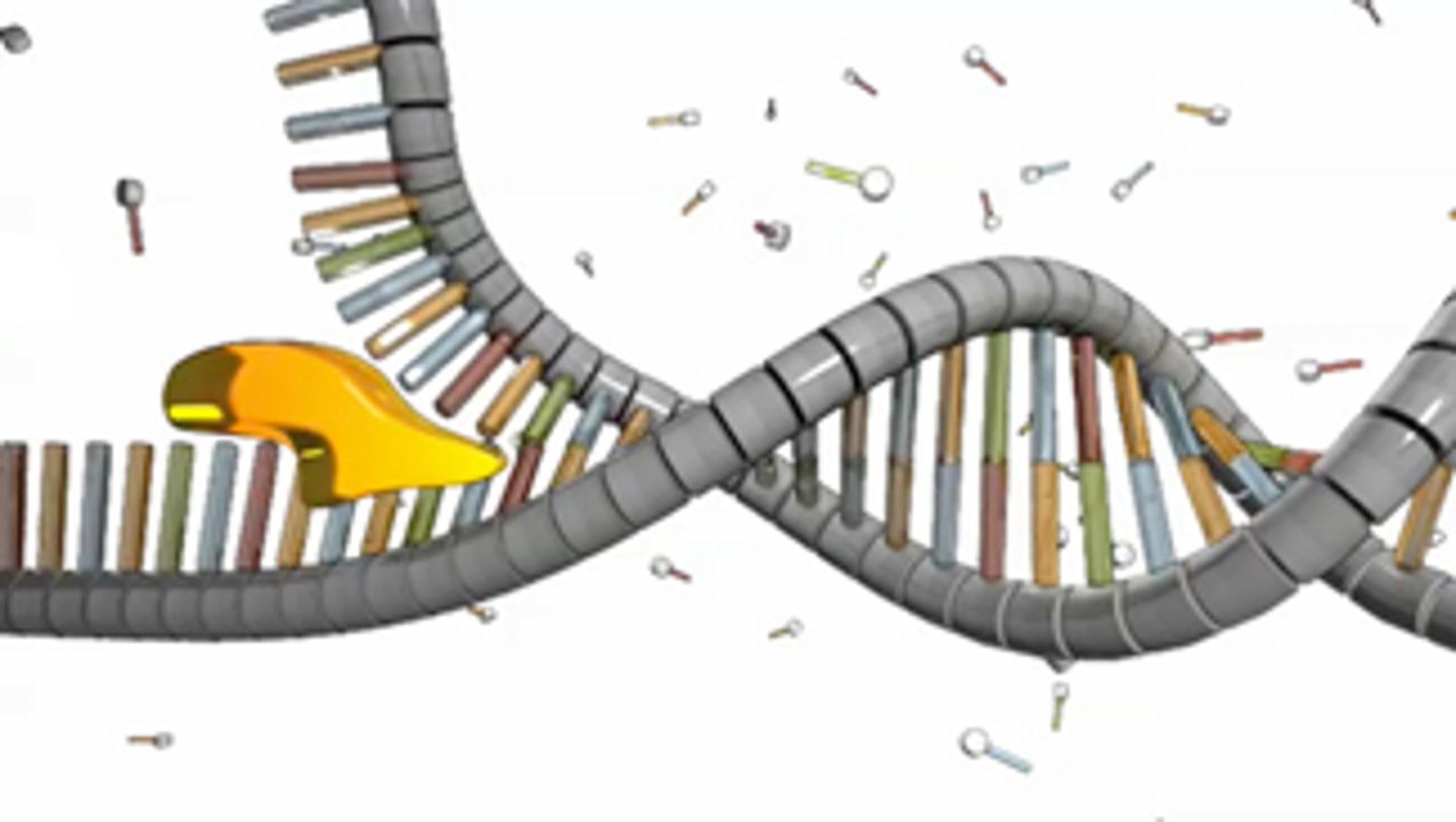 <p>An enzyme that untwists the double helix of DNA at the replication forks, separating the two strands and making them available as template strands.</p>