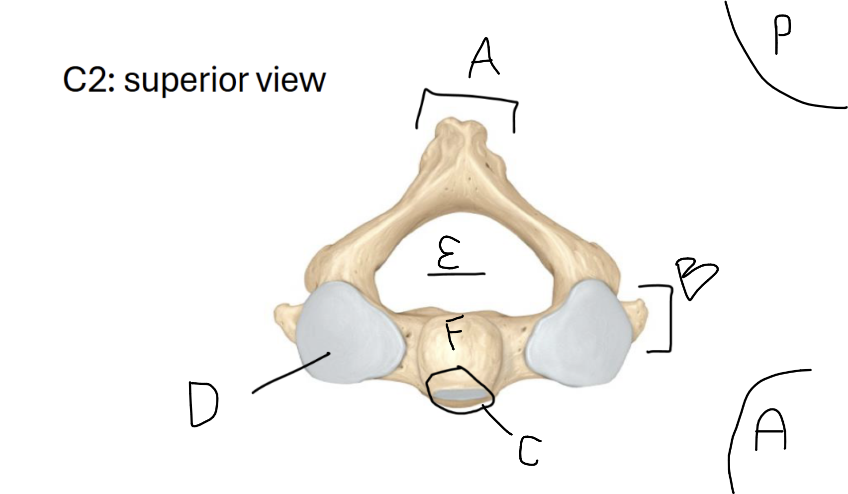 <p>A</p>