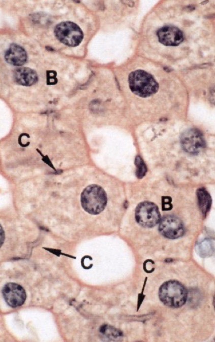 <p>Identify the Organ and Structures?</p>