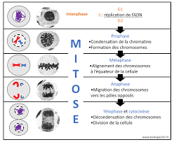 <p>→ L’interphase ( phase S)</p><p>→ La prophase ( aperçoit chr)</p><p>→ La métaphase ( chrs s’allignent)</p><p>→ L’anaphase ( migration des chr)</p><p>→ La télophase ( disparition chr)</p><p>→ La cytocinese (division des c filles)</p>