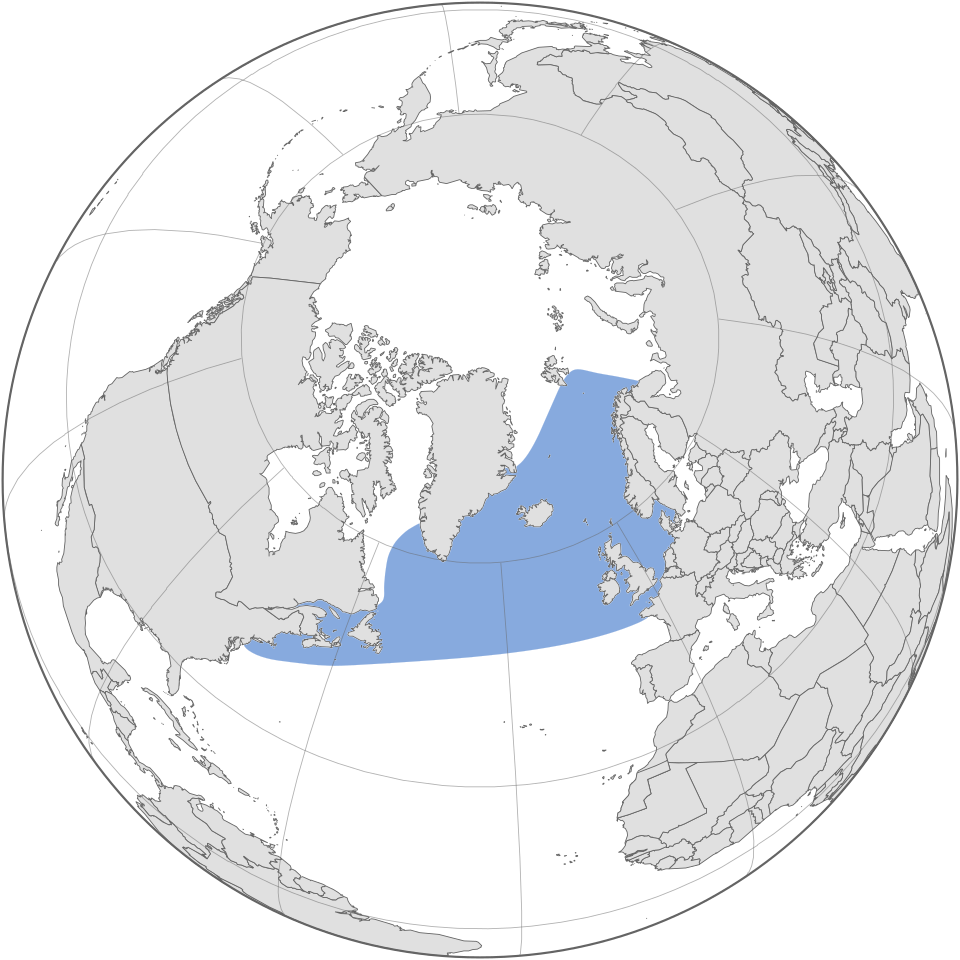 <p><strong>Atlantic white-sided dolphin</strong><br>(<strong><em>Leucopleurus acutus</em></strong>)<br>-Cool to temperate waters of the North Atlantic Ocean.<br>-<span>White to pale-yellow patch behind the dorsal fin on both sides of the body</span><br><span>-2.8&nbsp;m (M), 2.5&nbsp;m (F)</span><br><span>-Diet: Opportunistic carnivores, mainly herring, </span>hake,<span> and squid</span><br><span>-Pod size varies, with an average of 50</span></p>