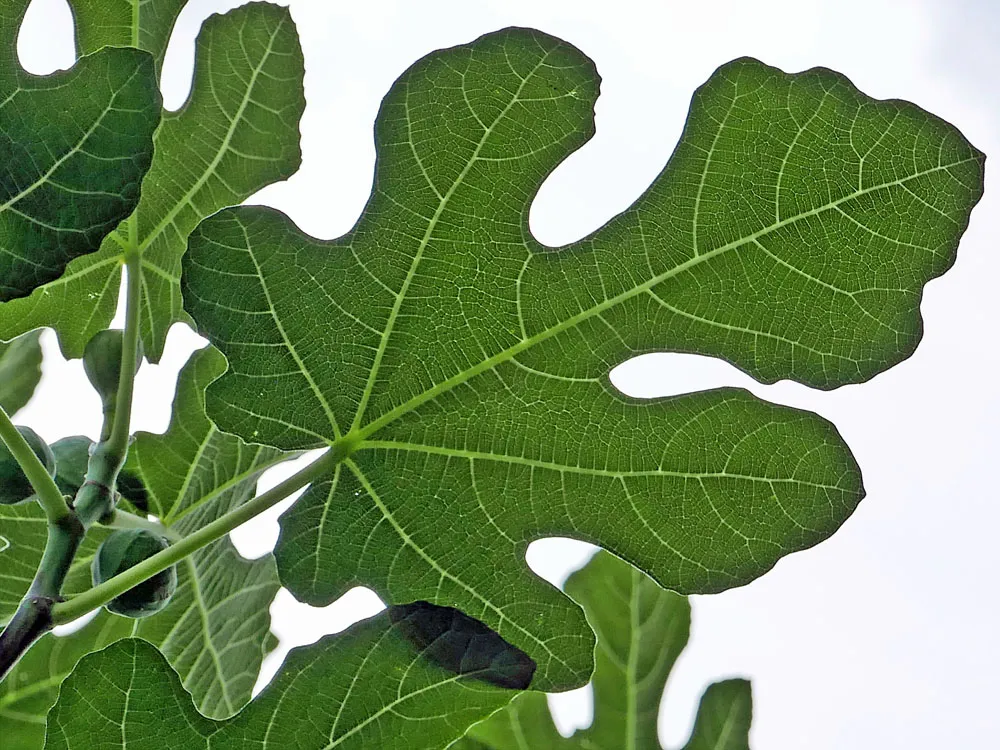 <p>Leaf venation</p>