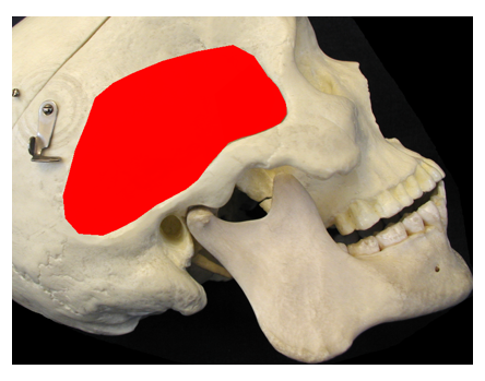 <p>What is the red-lighted region, is it an origin/insertion, and for what muscle?</p>