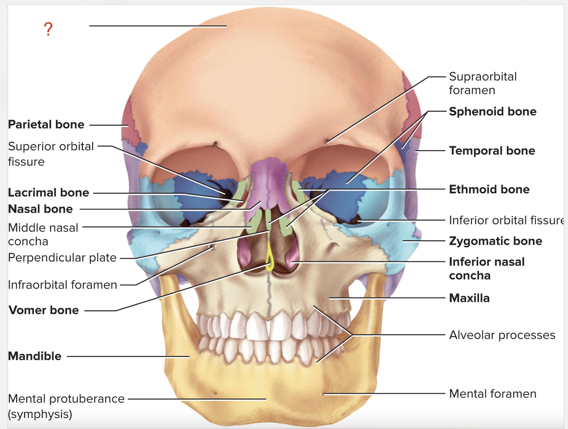 <p>What is the name of this bone?</p>