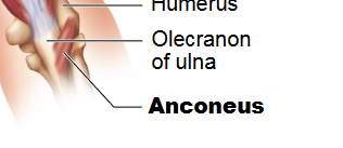 <p>Anconeus </p>
