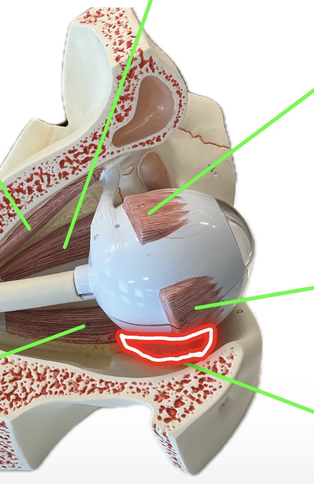<p>Inferior oblique</p>