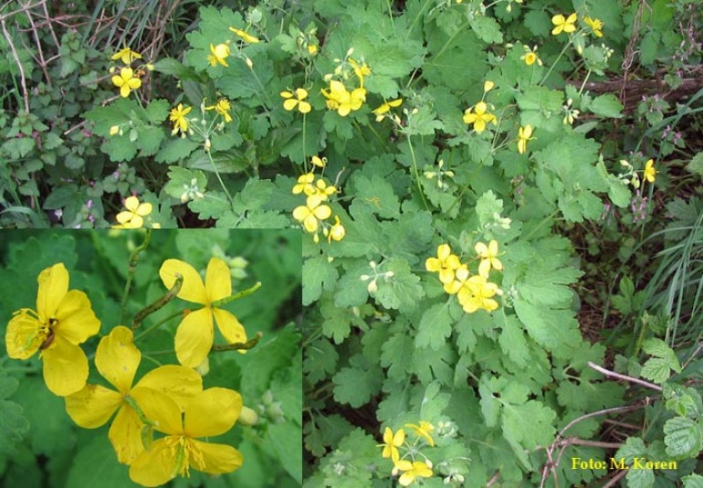 <p>Krvavi mlečnik-Chelidonium majus</p>