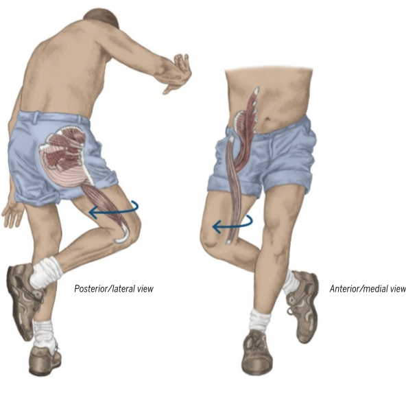 <p>Hip External (lateral) rotation</p>