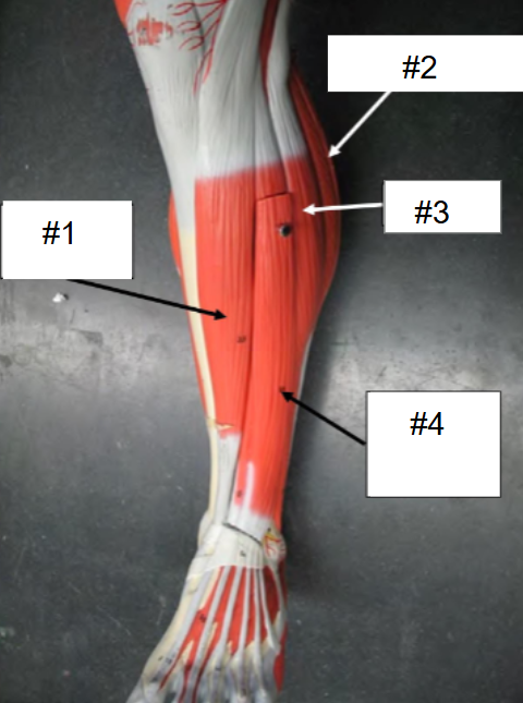 <p>What is #4? (Calf, anterior view)</p>