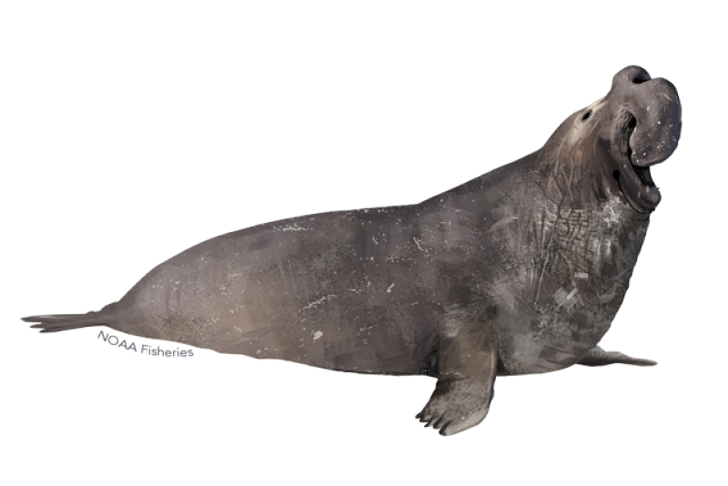 <p>Common Name: Northern elephant seal</p>