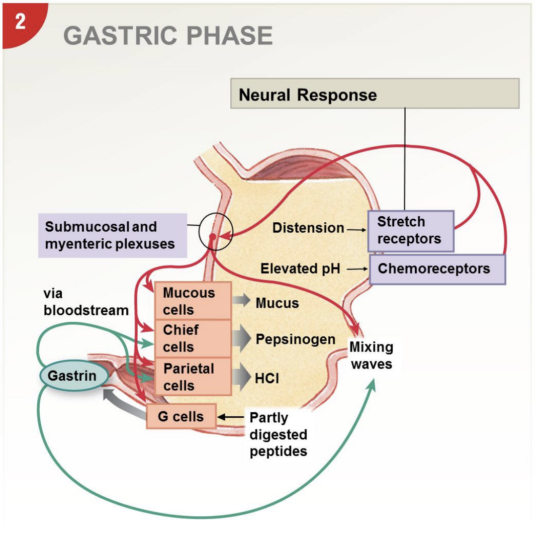 <p>-mainly local reflexes</p><p>-stretch receptors, chemoreceptors (detect higher pH, signal production more acid) → stimulate plexuses</p><p>-muscle layers contract and create mixing waves; stomach 3 layers, transverse layer further enhance mixing and provide structural support as stretch</p>