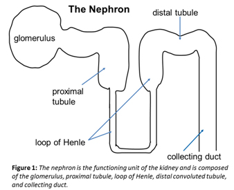 <p>-Proximal convoluted tubule </p><p>-Loops of Henle</p><p>-<span>Distal convoluted tubule</span></p>