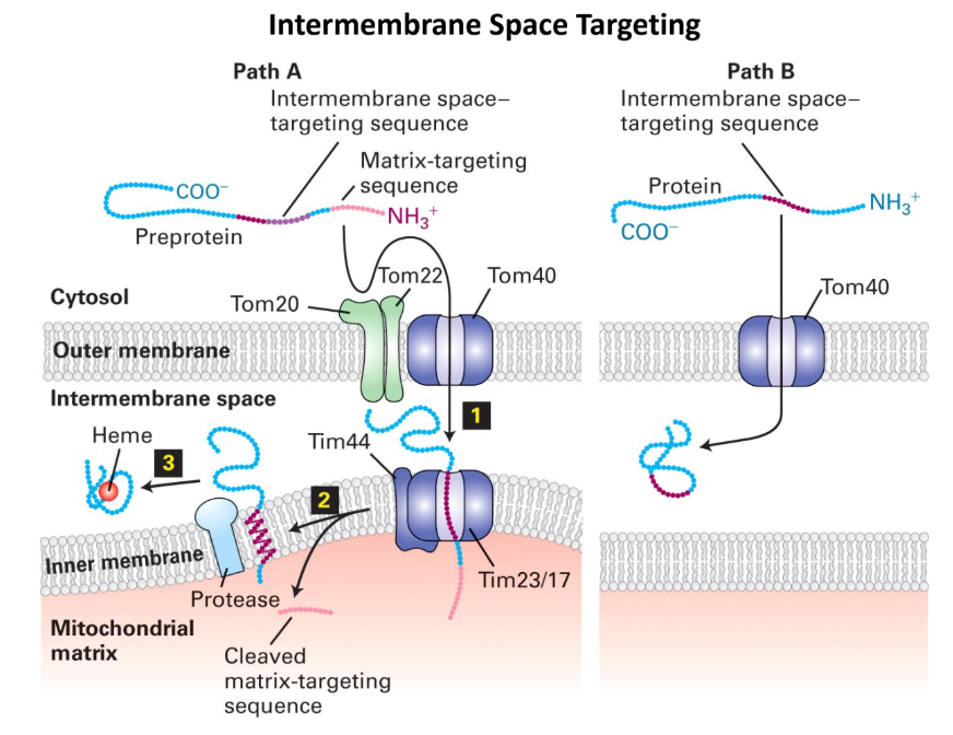 <ul><li><p><strong>Path A = Protease cleavage </strong></p><ul><li><p>Protein enters inner membrane through Tim23/17 complex</p></li><li><p>Protease cleaves protein → released into intermembrane</p></li></ul></li><li><p><strong>Path B = Direct entry </strong></p><ul><li><p>Protein passes through outer membrane </p></li><li><p>Protein stays in intermembrane space</p></li><li><p>Does NOT try to enter inner membrane</p></li></ul></li></ul><p></p>