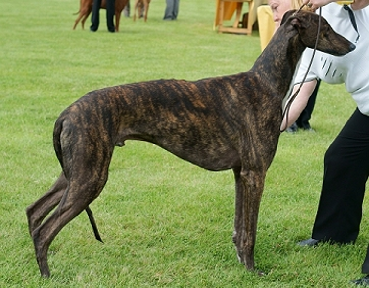 <p>Darker hairs form bands on a lighter background</p>