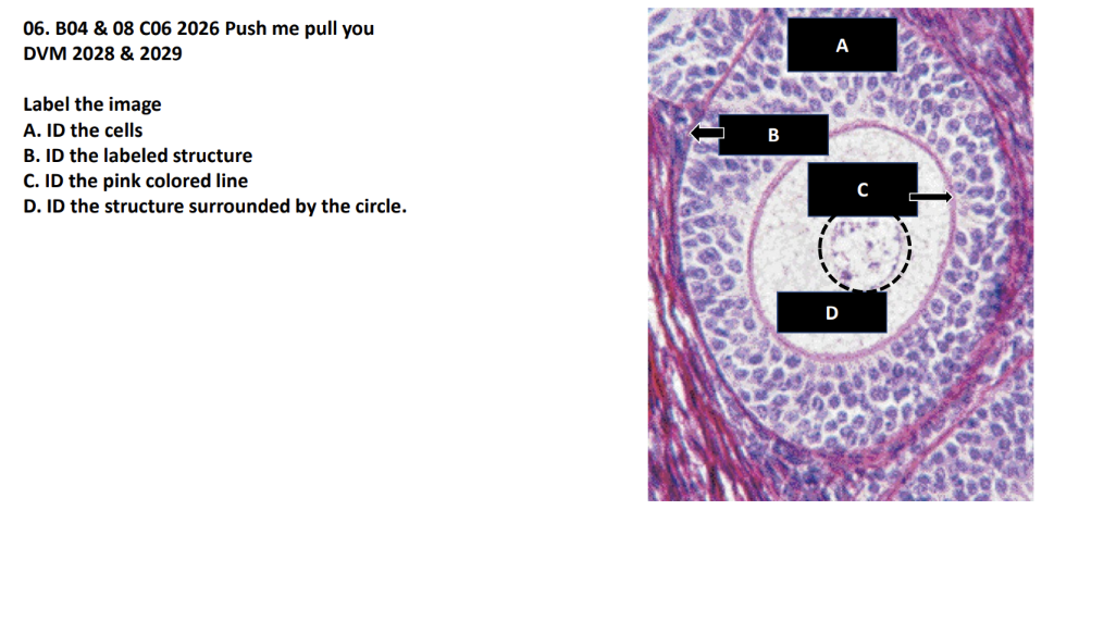 <p>Label the image</p><p>A. ID the cells</p><p>B. ID the labeled structure</p><p>C. ID the pink colored line</p><p>D. ID the structure surrounded by the circle</p>