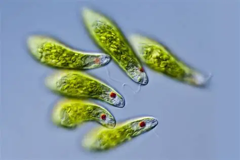 <p>What organism is this?</p>