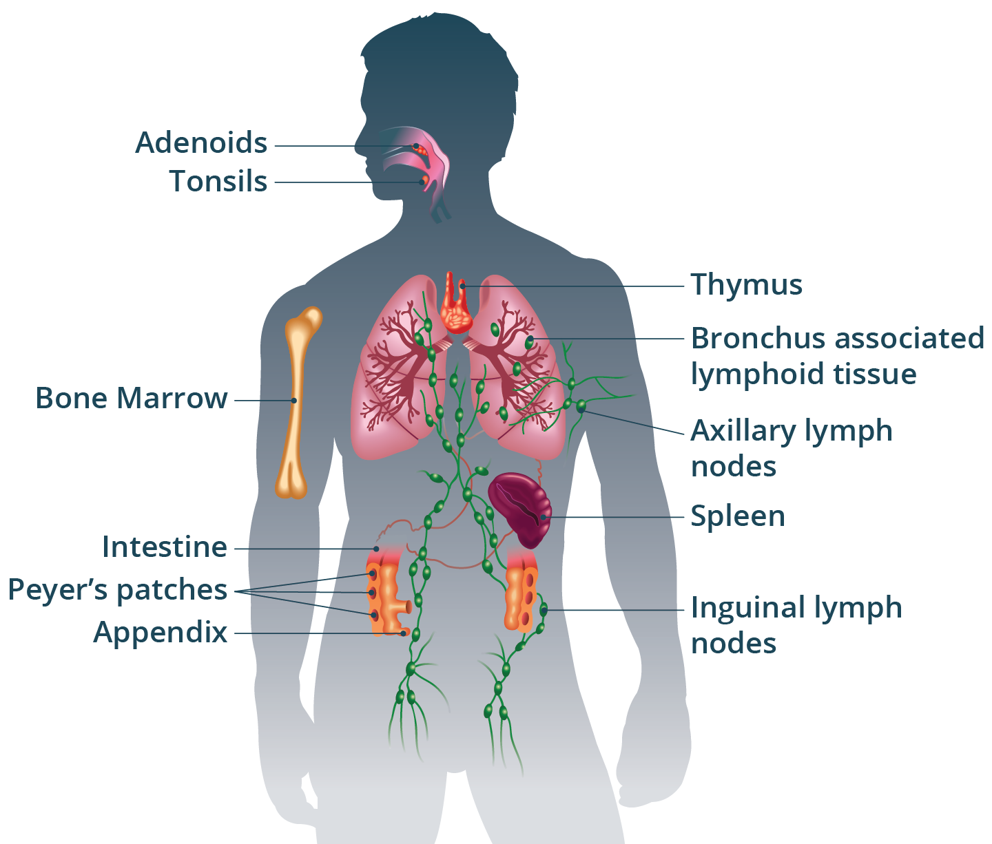 <p>What organ system is this, what is it’s key organs, and what is it’s function?</p>