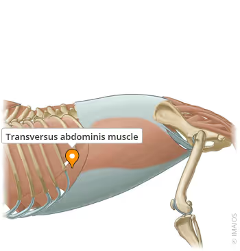 <p>helps <strong>compress ribs and provides stability</strong></p>