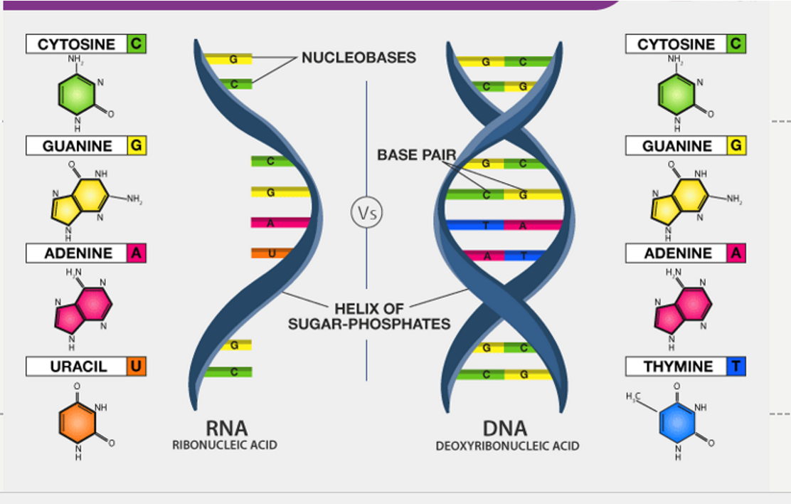 <p><span style="background-color: rgb(204, 255, 255);"><strong><span>ibonucleic acid(RNA</span></strong></span><span><strong><span>)</span></strong></span> ( Nucleic acid similar to DNA help produce protein from gene of dna )</p><ul><li><p><span><span>Contain nitrgenous bases</span></span></p></li><li><p><span><span>RNA is single strand</span></span></p></li><li><p><span><span>Helps DNA replicate and use genetic information in DNA to produce protein</span></span></p></li></ul><p>&nbsp;</p>