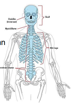 <p>skull, vertebral column, sternum/ribs</p>