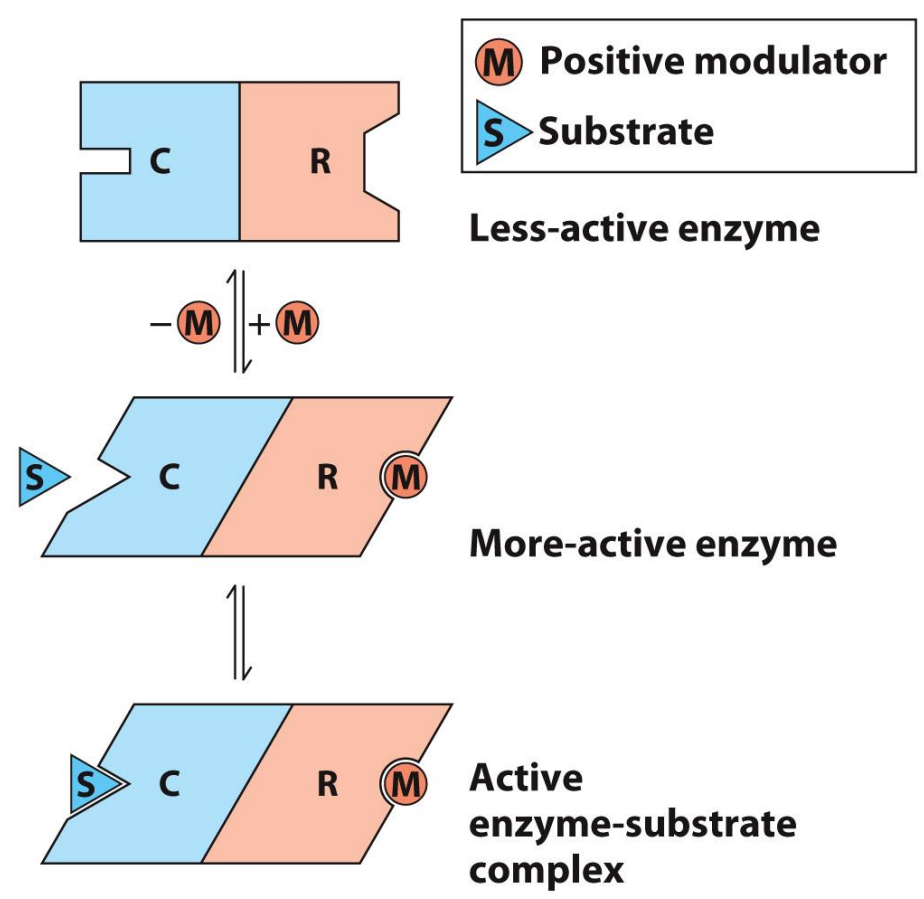 <ul><li><p>Multi-domain or quaternary structure</p></li><li><p>Involve reversible, non-covalent binding of regulatory compounds called allosteric modulators (“allosteric effectors”)</p><ul><li><p>These can even be the substrate/product themselves</p></li><li><p>Binding occurs at a separate site (allosteric site)</p></li></ul></li><li><p>Binding of modulator induces <em>conformational change</em> that affects substrate binding (either positively or negatively)</p></li><li><p>Allosteric can BOTH increase or decrease the rate of reaction (whereas inhibitors only slow or stop reactions)</p></li></ul><p></p>