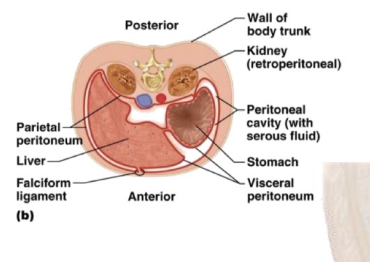 <p>The peritoneum is the largest serous membrane of the body.</p>