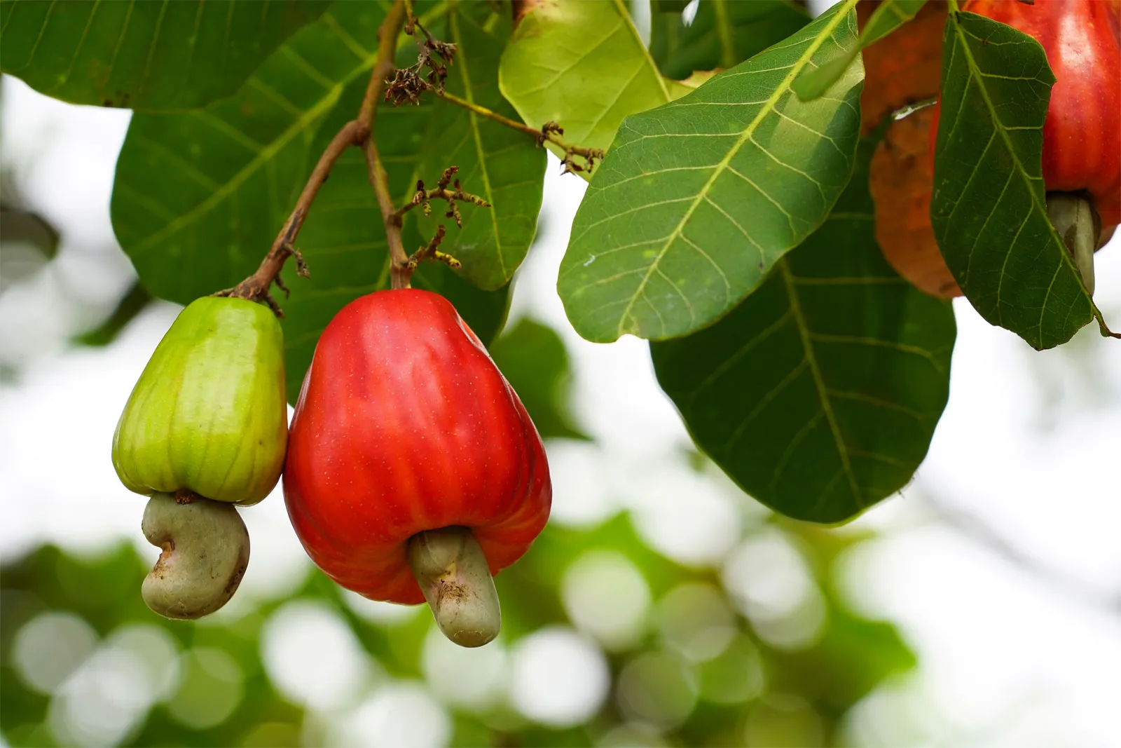 <p><strong>Common Name</strong>: <span style="background-color: transparent;">Cashew tree / kasoy</span></p><p><strong>Parts Used</strong>: <span style="background-color: transparent;">Seed, Fruit, Leaves</span></p><p><strong>Use/s</strong>: Diabetes, infections, skin conditions, diarrhea</p><p><strong>Major Metabolites</strong>: Flavonoids, polyphenolics, tannins, alkaloids, etc.; anacardic acid</p>
