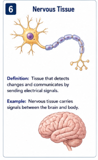 <p>Tissue that detects changes and communicates by sending electrical signals between the brain and body.</p>