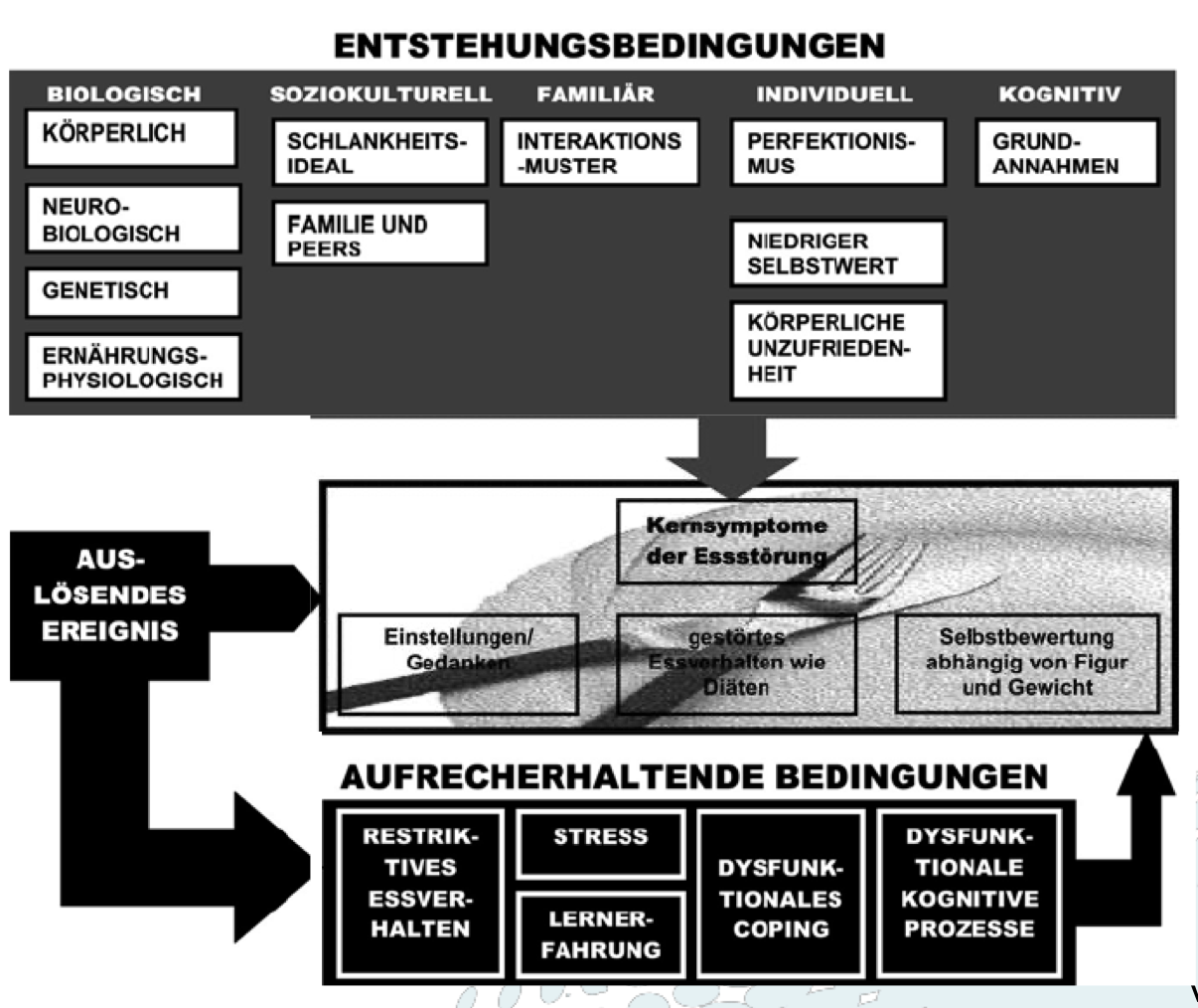 <p>Essstörungen entstehen durch das Zusammenspiel verschiedener <strong>prädisponierender Faktoren</strong>:<br><br></p><ul><li><p><strong>Biologisch:</strong> körperlich, neurobiologisch, genetisch, ernährungsphysiologisch</p></li><li><p><strong>Soziokulturell:</strong> Schlankheitsideal, Familie & Peers</p></li><li><p><strong>Familiär:</strong> Interaktionsmuster</p></li><li><p><strong>Individuell:</strong> Perfektionismus, niedriger Selbstwert, körperliche Unzufriedenheit</p></li><li><p><strong>Kognitiv:</strong> Grundannahmen</p></li></ul><ul><li><p>Ein <strong>auslösendes Ereignis</strong> führt zum Beginn der Essstörung</p></li><li><p>Es entwickeln sich <strong>Kernsymptome</strong>:</p><ul><li><p>Einstellungen/Gedanken</p></li><li><p>gestörtes Essverhalten (z.B. Diäten)</p></li><li><p>Selbstbewertung abhängig von Figur und Gewicht<br><br></p></li></ul></li><li><p><strong>Aufrechterhaltende Bedingungen</strong> (restriktives Essverhalten, Stress, Lernerfahrungen, dysfunktionales Coping und kognitive Prozesse) halten die Störung aufrecht<br><br></p></li><li><p>Die aufrechterhaltenden Faktoren stehen mit den prädisponierenden Faktoren in Zusammenhang und bilden nach Beginn der Symptomatik einen <strong>Teufelskreis</strong></p></li></ul><p><br></p>