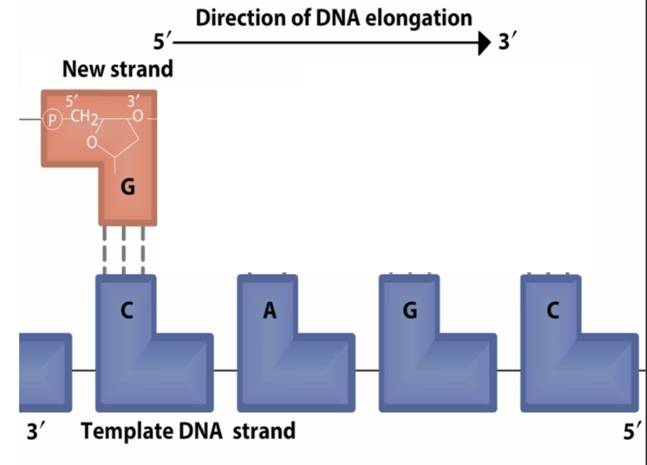 <p>DNA polymerase attaches to primers and adds nucleotides to the 3’ end of the template strand to build a new strand. Helicase unwinds a replication fork.  The leading strand is built continuously, while the lagging strand is built in Okazaki fragments. Another DNA polymerase replaces RNA primers with DNA. DNA ligase joins Okazaki fragments.</p>