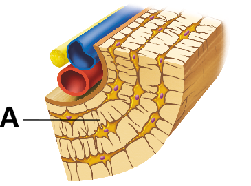 <p>What is the term for the layers of bony matrix surrounding the vessels and nerve? &nbsp; &nbsp;</p>