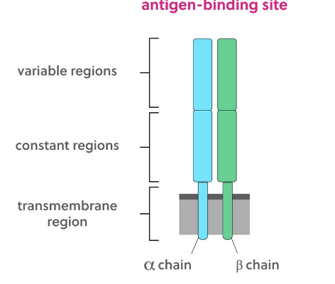 <p>Has a specific antigen binding site (individual T cell specificity)</p>