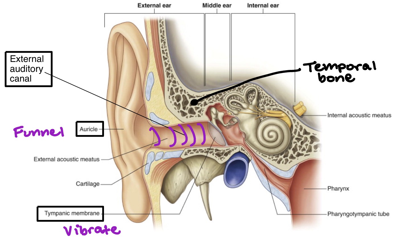 <ul><li><p>Auricle (funnels sound)</p></li><li><p>External auditory canal (sound travels through)</p></li><li><p>Tympanic membrane (vibate)</p></li></ul><p></p>