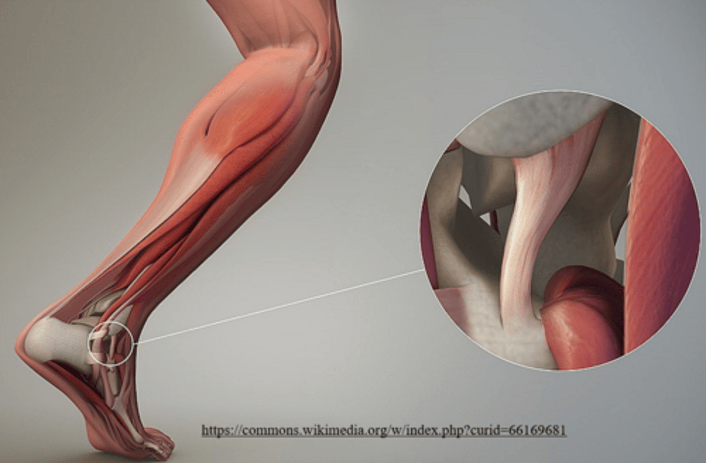 <p>ligaments</p>