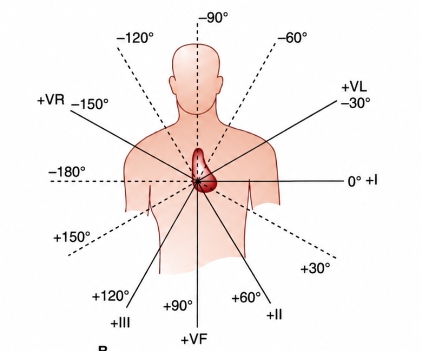 <p>1/ Chuyển đạo đơn cực chi (DI, DII, DIII)<br>2/ Chuyển đạo lưỡng cực chi (aVR, aVL, aVF)</p>