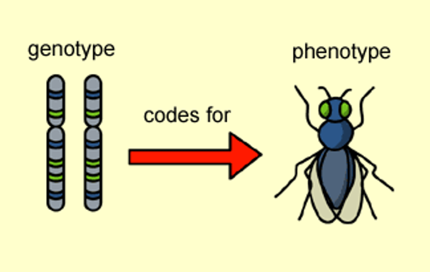 <p>- The genetic material that an organism inherits.</p><p>- Determined via genetic sequencing / DNA analysis.</p><p>- Fixed at conception (excluding mutations).</p>