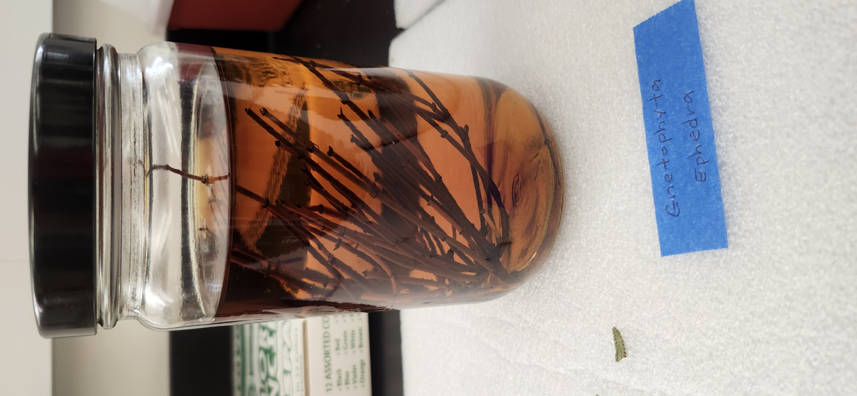 <p>Look at the Gnetophyta preserved specimen 2</p>