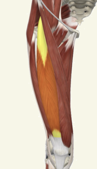 <p>rectus femoris Actions</p>