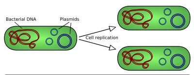 <p>Plasmid är extrakromosomalt, cirkulärt DNA som kan replikera oberoende av bakteriekromosomen. De är viktiga eftersom de ofta bär på specialgener, t.ex. för antibiotikaresitens, och kan spridas mellan bakterier och från modelcell till dottercell.<br>Bär inte på gener som används “dagligen”</p>