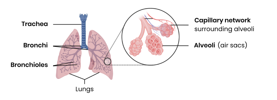 <ol><li><p>trachea</p></li><li><p>bronchi</p></li><li><p>broncioles</p></li><li><p>alveoli </p></li></ol><p></p>