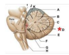 <p>C. Inferior cerebellar peduncle</p>