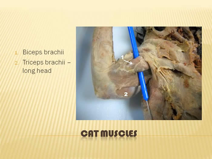 <p>Thick muscle on the inner part of the humerus; only one head in animals</p>