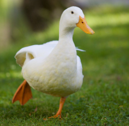 <p>This duck has two adaptations as a water bird: _______ beak for eating plankton and ______ feet for swimming.</p>