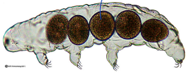 <p>what are those?</p><ul><li><p>microscopic</p></li></ul><p></p>