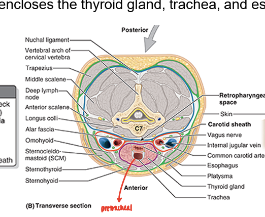 <ul><li><p>ant part of neck</p></li><li><p>muscular part: encloses infrahyoid muscles</p></li><li><p>visceral part: encloses thyroid gland, trachea, &amp; esophagus</p></li></ul><p></p>