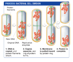 <ul><li><p class="Paragraph SCXW124921264 BCX8" style="text-align: left;"><span style="line-height: 20.925px;"><span>The chromosome is duplicated so that the cell has two complete copies of its DNA sequences (DNA replication) </span></span></p></li></ul><ul><li><p class="Paragraph SCXW124921264 BCX8" style="text-align: left;"><span style="line-height: 20.925px;"><span>The two copies of the chromosome are physically separated to the opposite of the cell (Chromosome segregation)</span></span></p></li><li><p class="Paragraph SCXW124921264 BCX8" style="text-align: left;"><span style="line-height: 20.925px;"><span>The cell membrane pinches in the middle to separate the two cells (Cytokinesis)</span></span></p></li><li><p class="Paragraph SCXW124921264 BCX8" style="text-align: left;"><span style="line-height: 20.925px;"><span>The cell membrane combines w/ itself so that the two separate cels are made (Cell division)</span></span></p></li></ul><p></p>